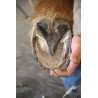 Grand Hoof